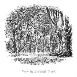Ansicht im Buckhill Wood